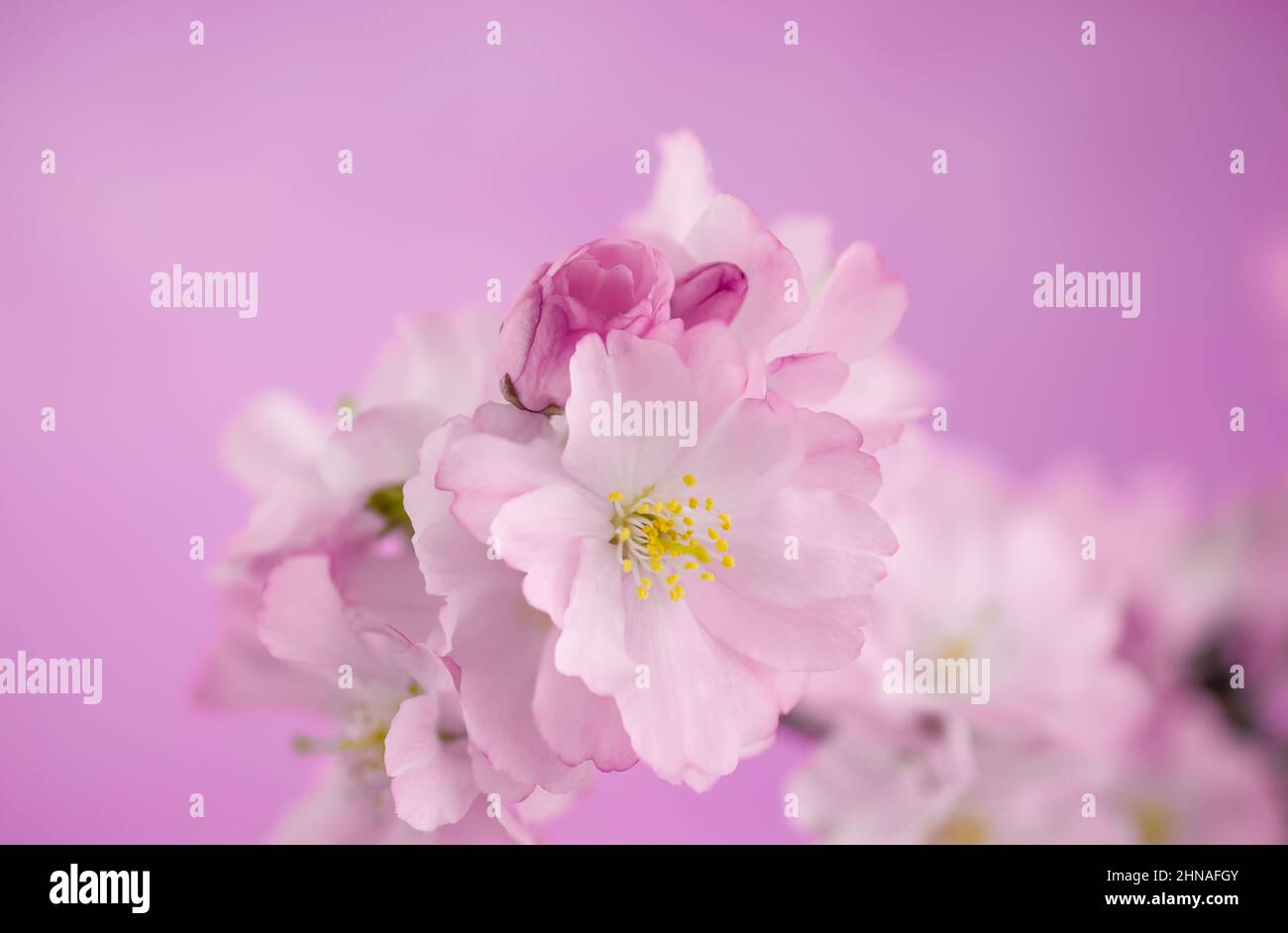 beautiful spring pink cherry blossom on pink background Stock Photo - Alamy