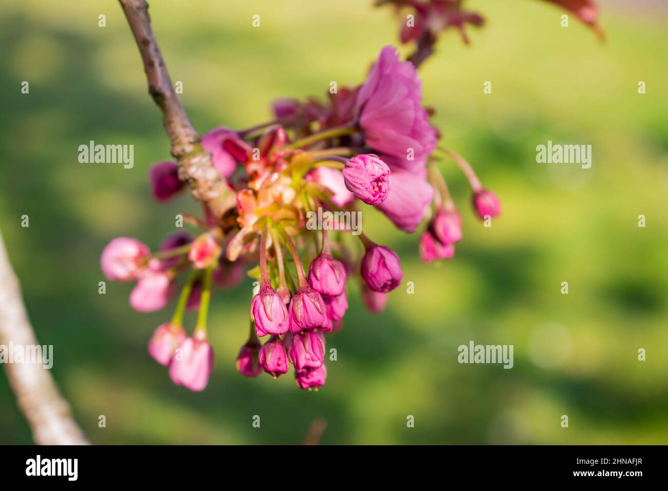 beautiful spring pink cherry blossom Stock Photo - Alamy