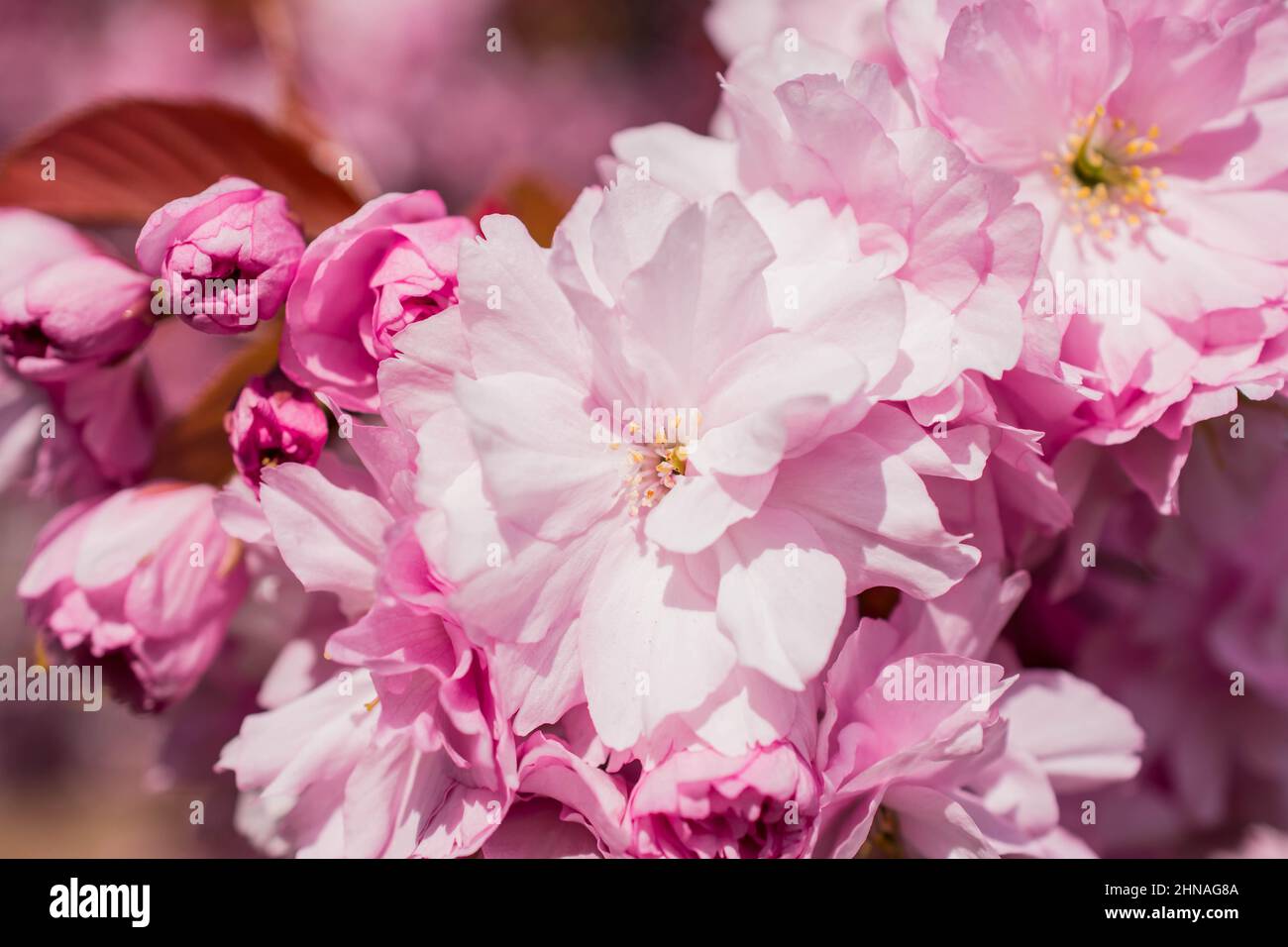 beautiful spring pink cherry blossom Stock Photo - Alamy