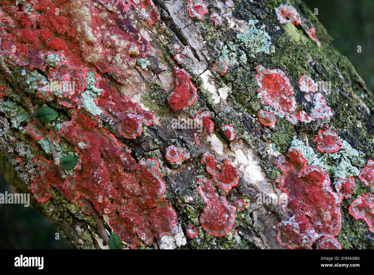 Red lichen on tree branch detail Stock Photo Alamy