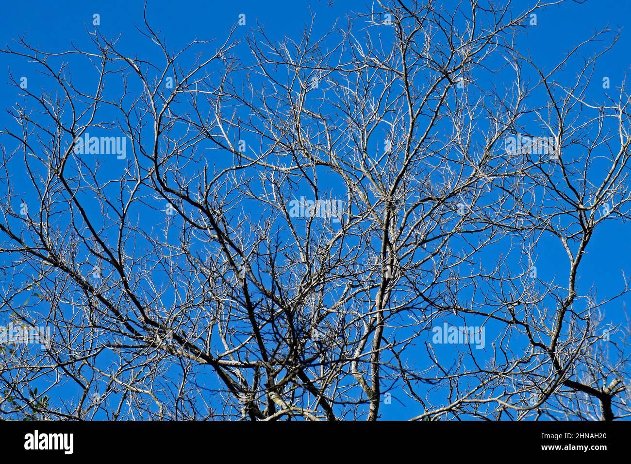 Dead tree and blue sky Stock Photo - Alamy