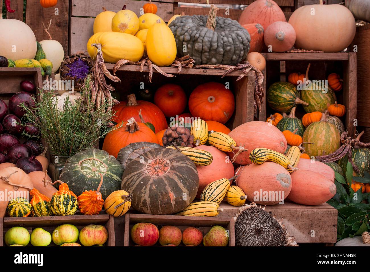photo of pumpkins and vegetables display Stock Photo - Alamy