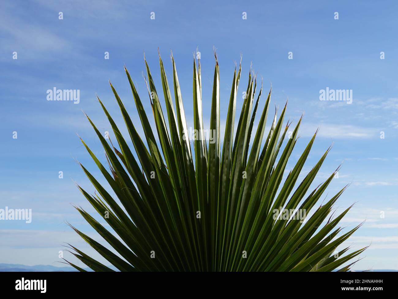 A big green fan of California fanshaped palm tree or Washingtonia filifera on latin Stock Photo