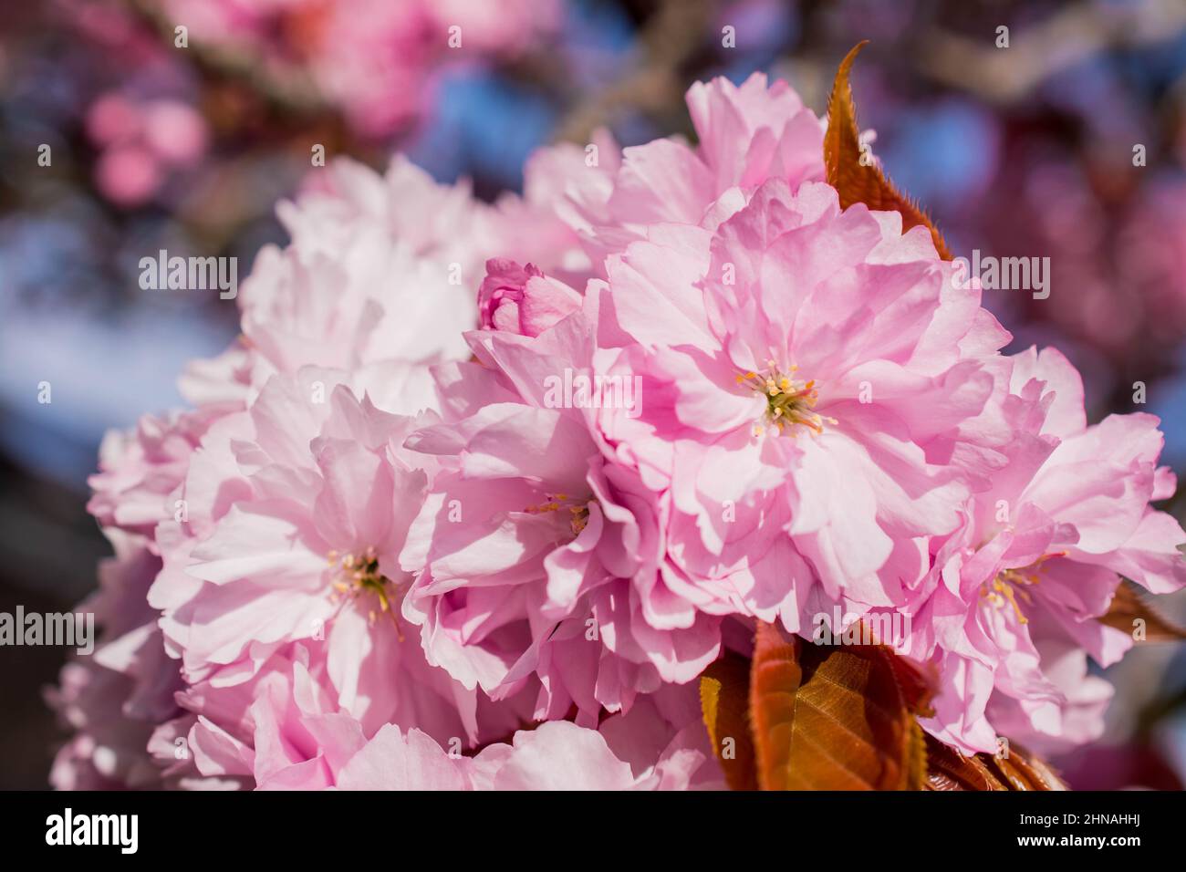 beautiful spring pink cherry blossom Stock Photo - Alamy