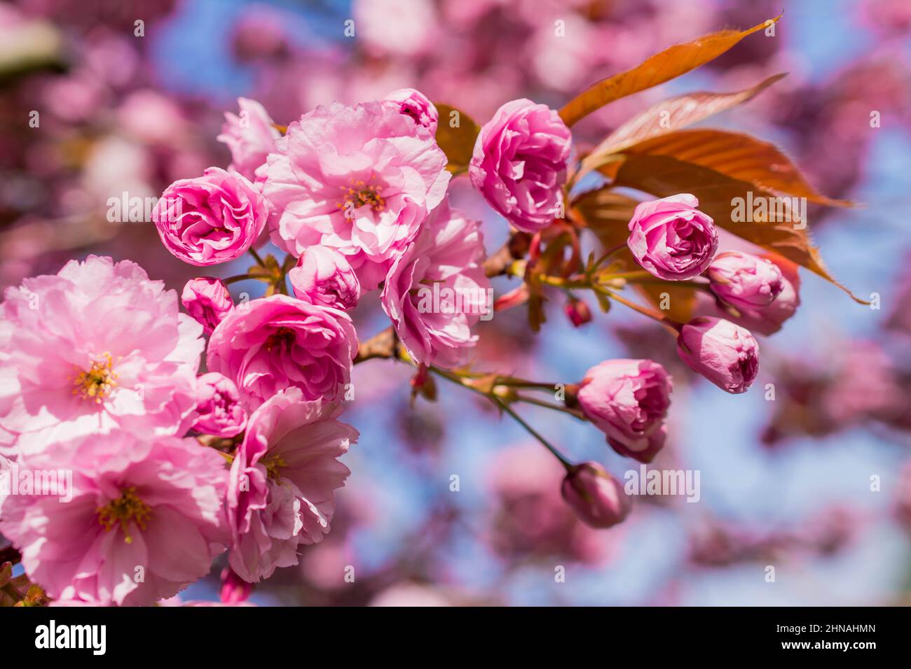 beautiful spring pink cherry blossom Stock Photo - Alamy