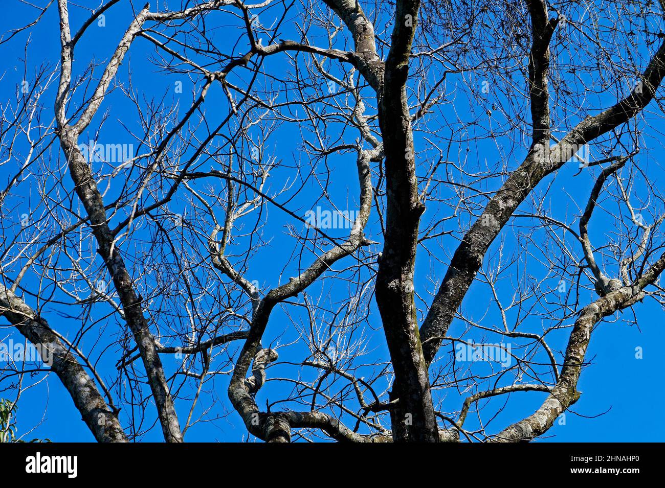 Dead tree and blue sky Stock Photo - Alamy