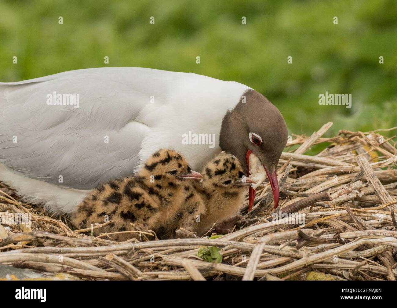 A Black Headed Gull parent regurgitating food for her two hungry chicks