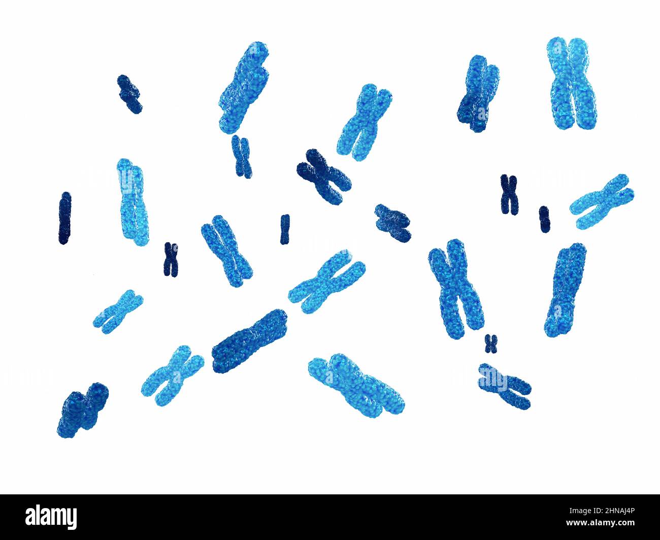 Chromosomes isolated on white, DNA testing and analysis concept