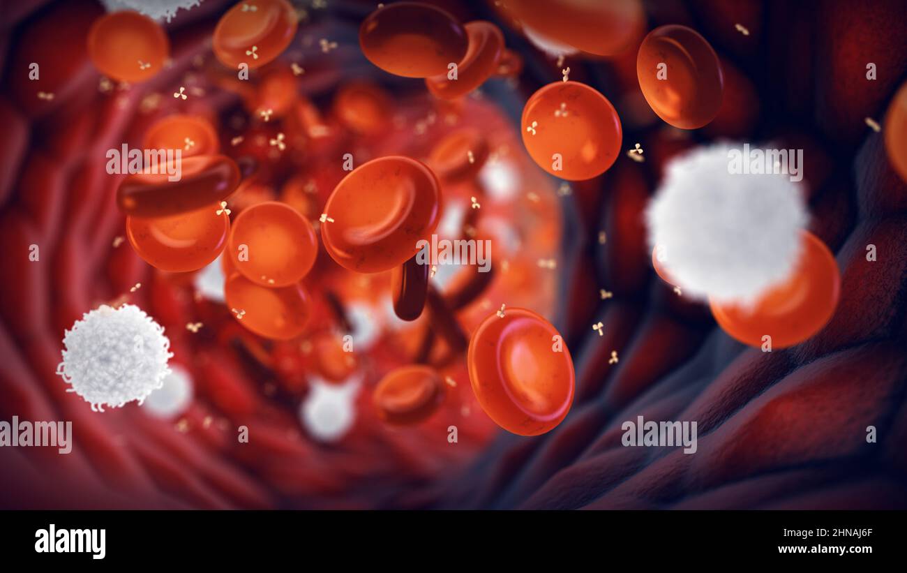 White blood cells (Leukocytes) and red blood cells (Erythrocytes). Human immune system response to a disease. Stock Photo