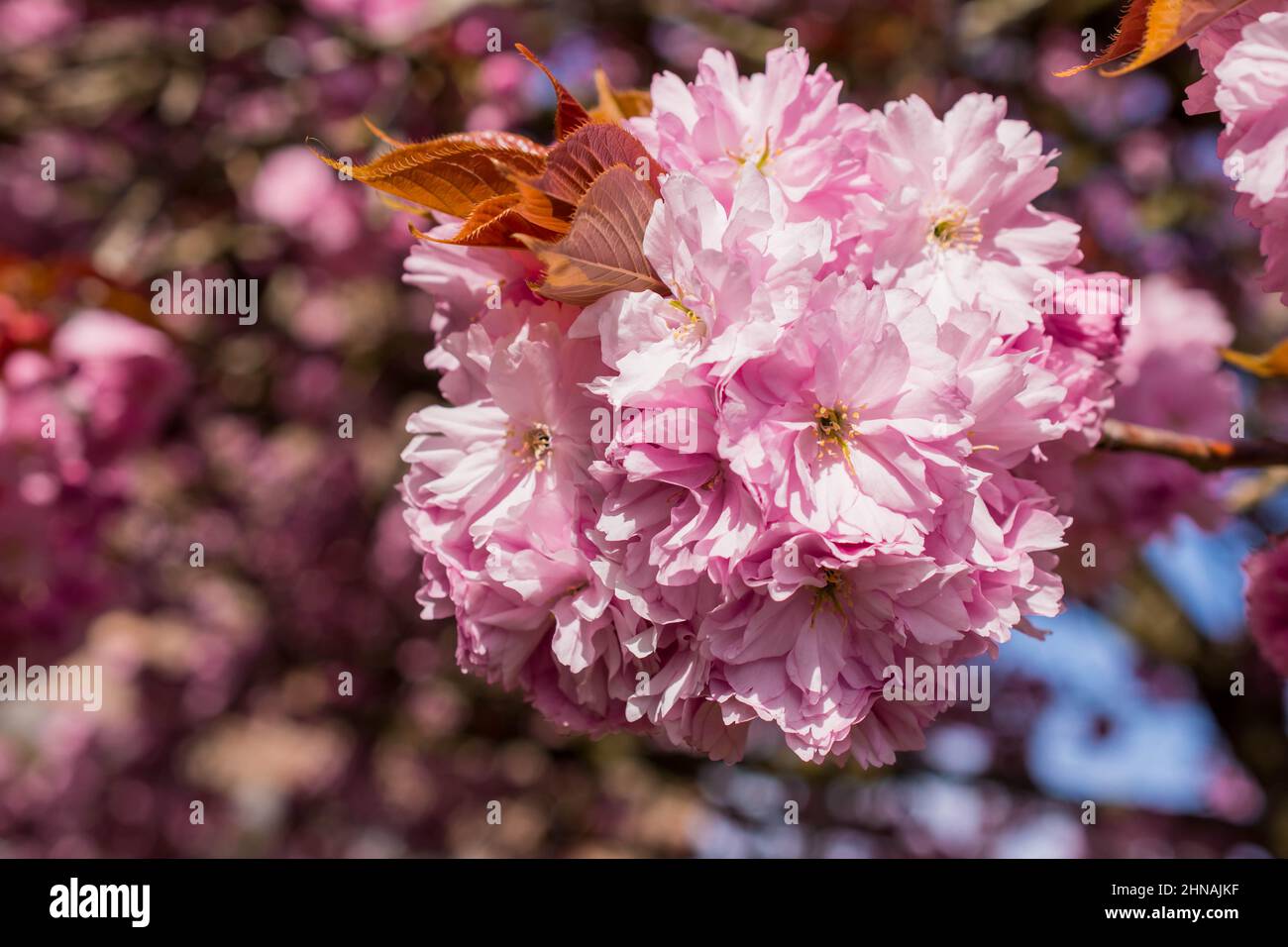 beautiful spring pink cherry blossom Stock Photo - Alamy