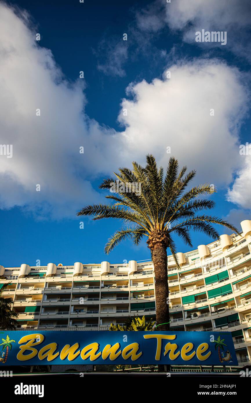 Banana tree Marbella, Spain Stock Photo Alamy