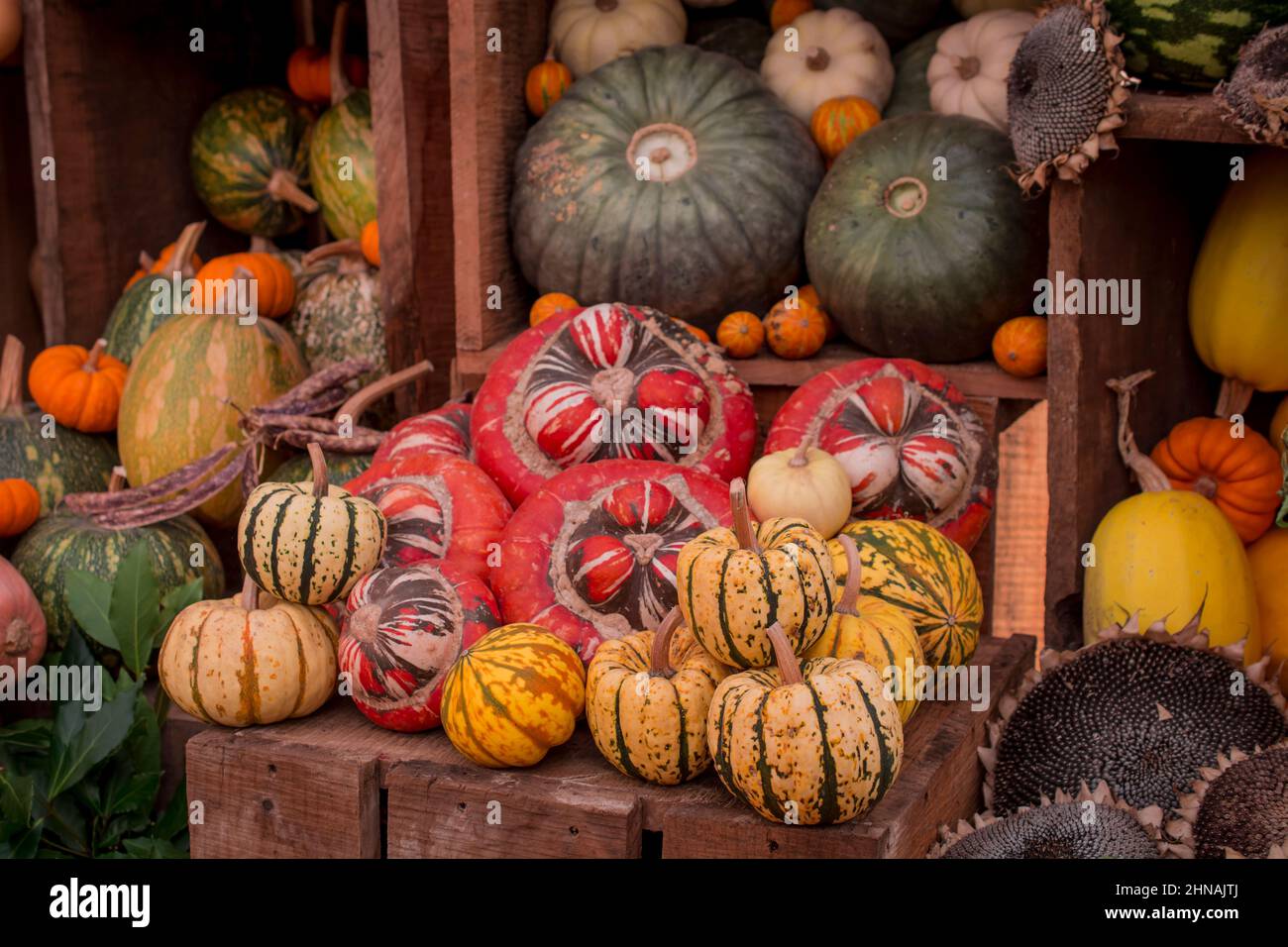 photo of pumpkins and vegetables display Stock Photo - Alamy
