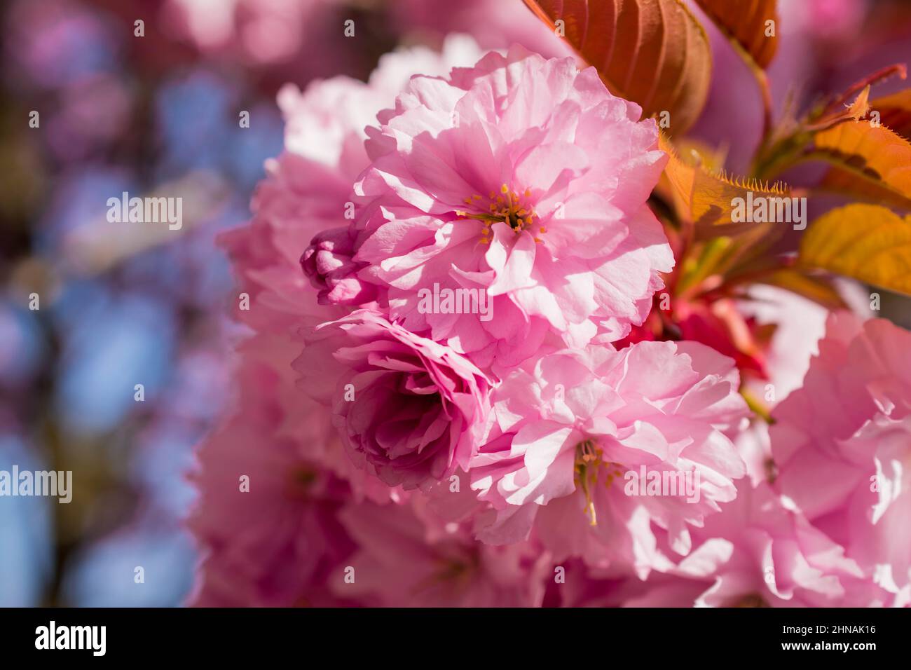 beautiful spring pink cherry blossom Stock Photo - Alamy