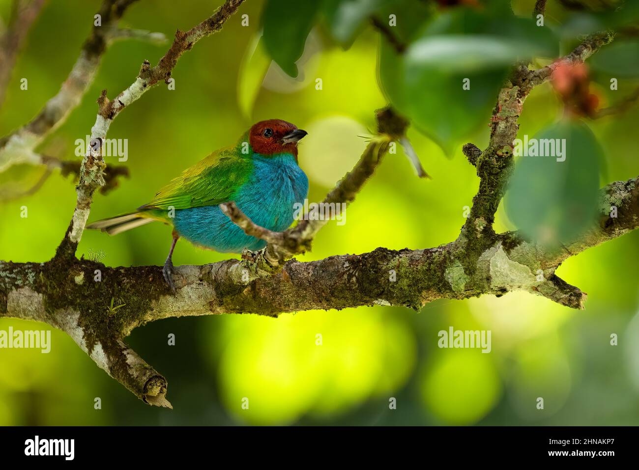Bay headed tanager in a beautiful surrounding Stock Photo