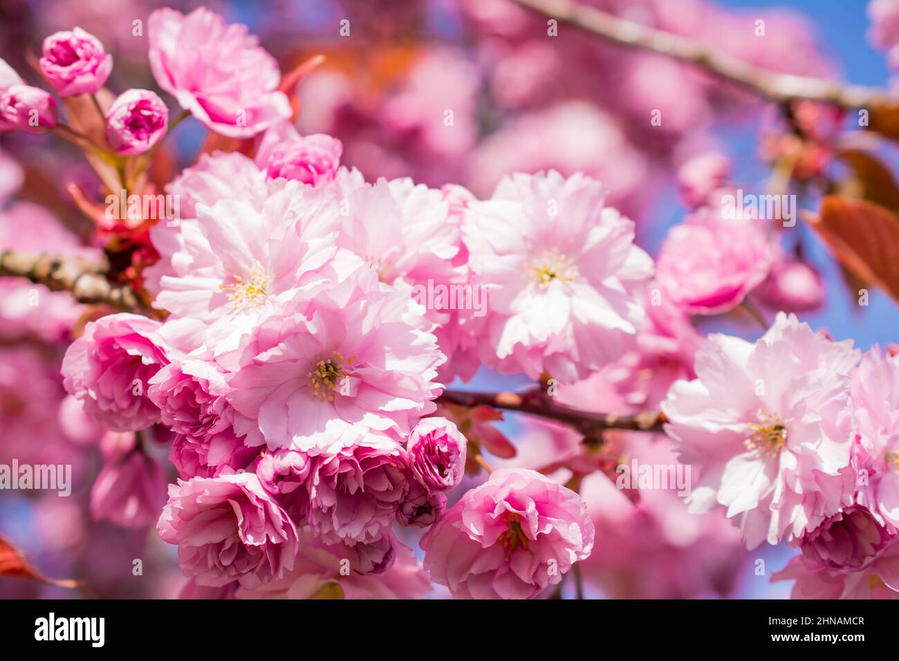 beautiful spring pink cherry blossom Stock Photo - Alamy