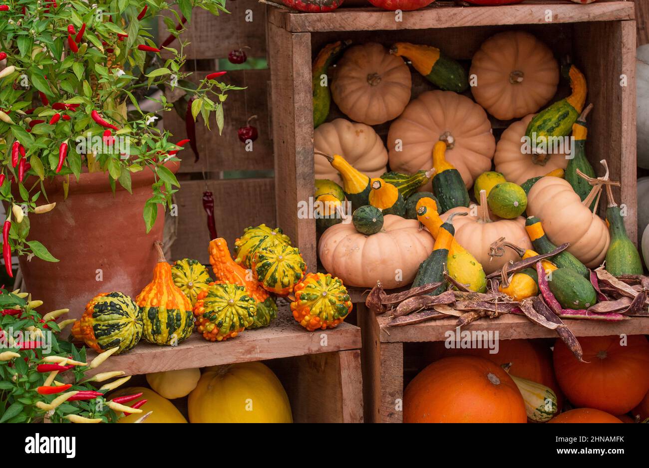 Group pumpkins outdoor farmers hi-res stock photography and images - Alamy