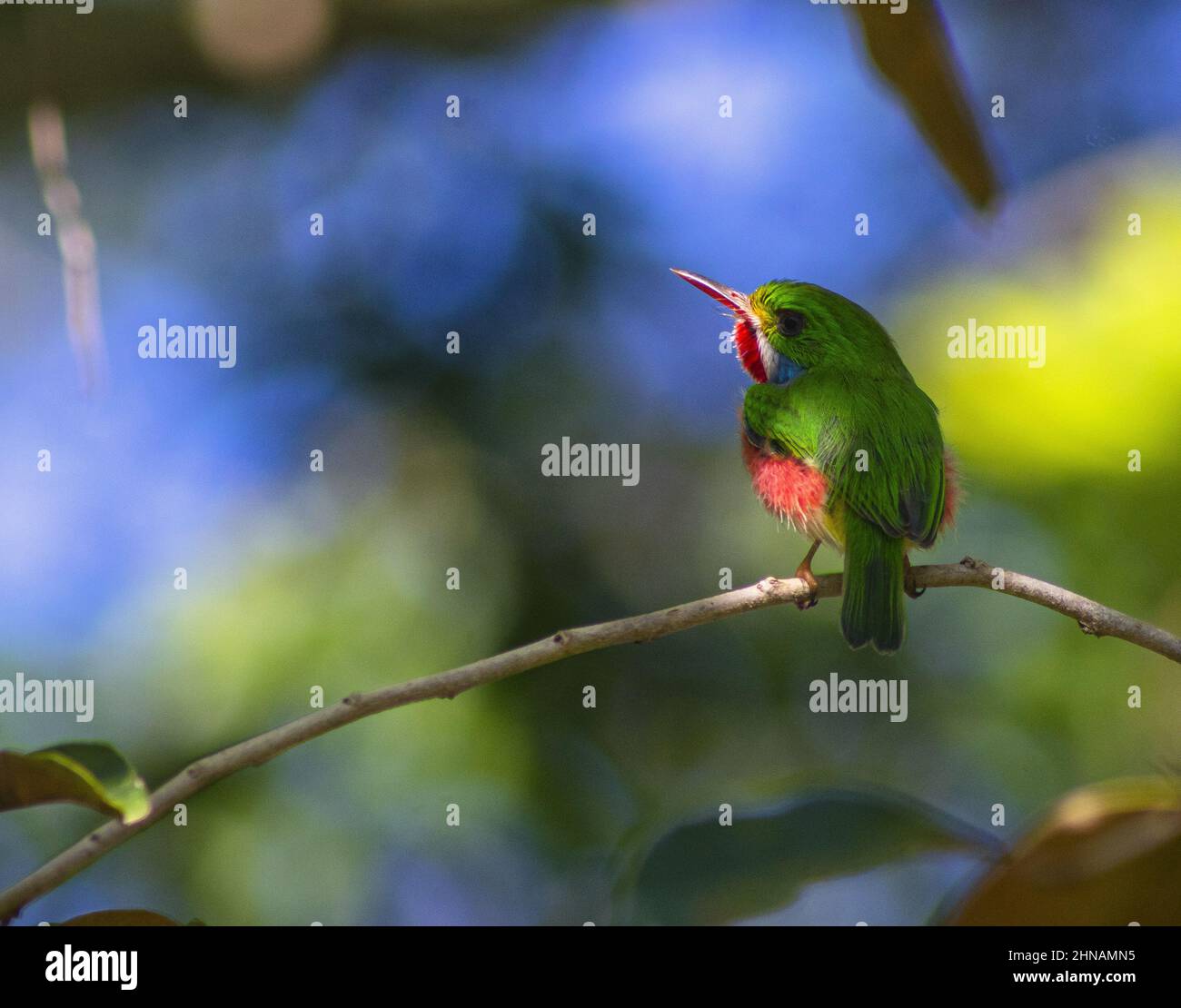 Closeup shot of a cuban tody bird perched on a branch Stock Photo