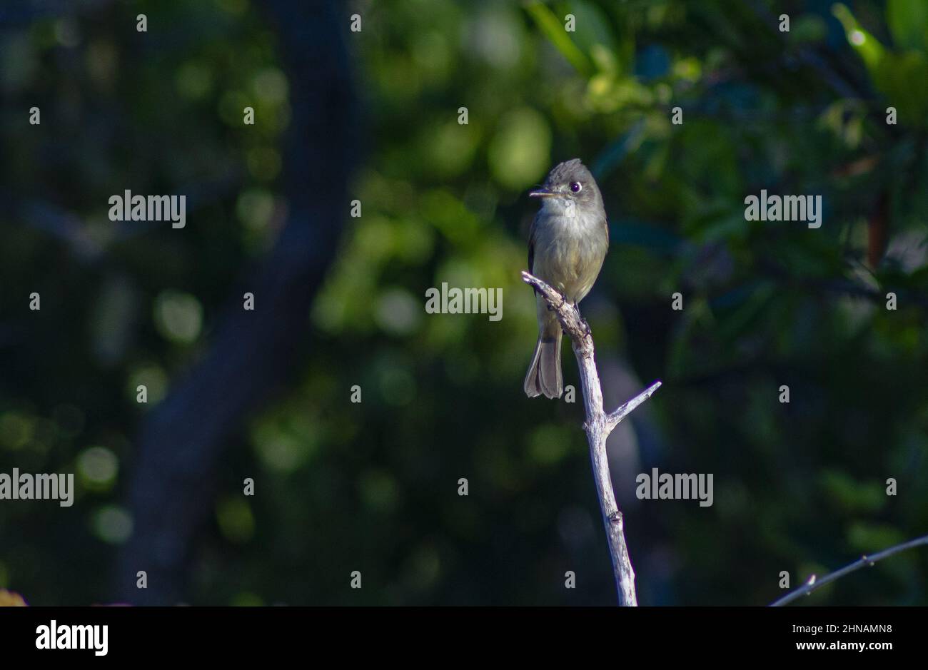 Pewee bird perched on a tree branch Stock Photo