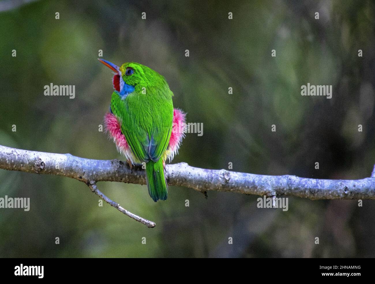 Closeup shot of a cuban tody bird perched on a branch Stock Photo