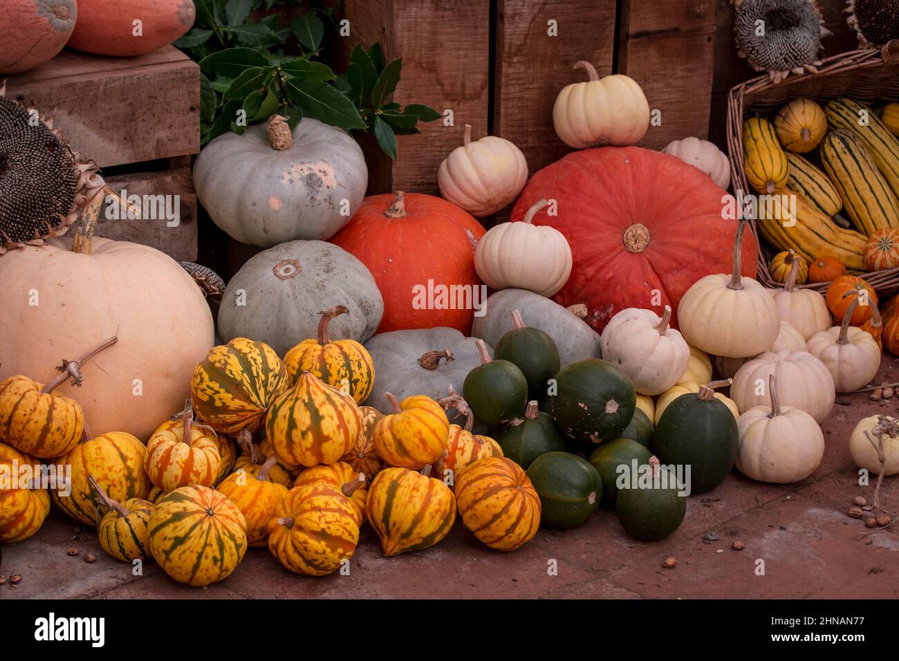 photo of pumpkins and vegetables display Stock Photo - Alamy