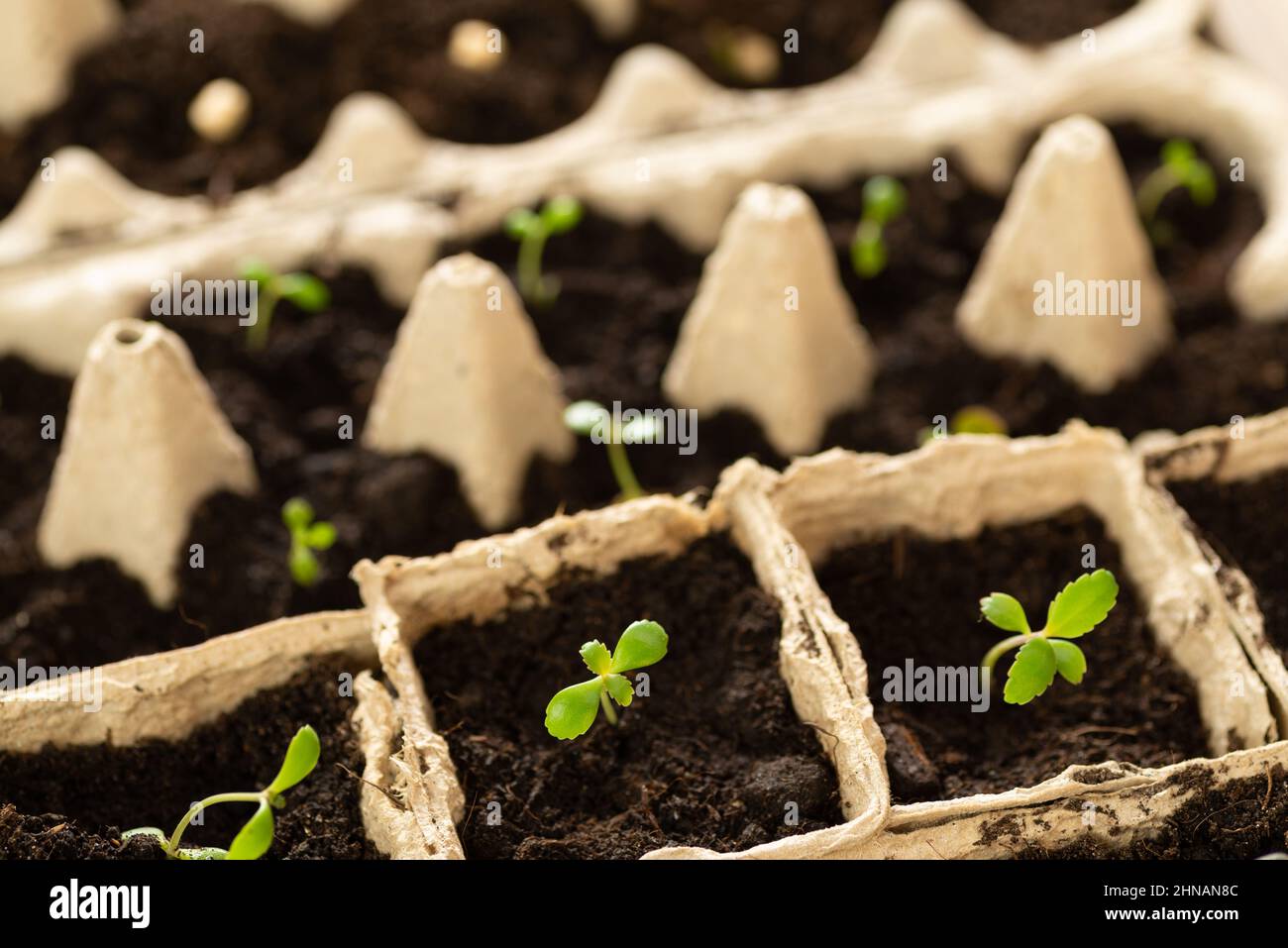 Small plats growing in carton chicken egg box in black soil. Break off