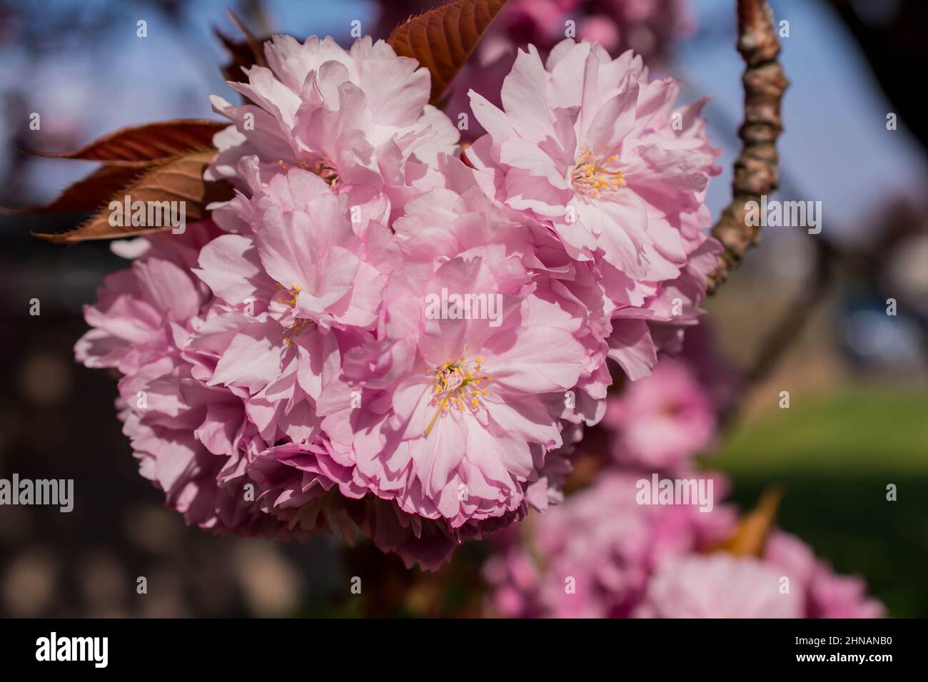 beautiful spring pink cherry blossom Stock Photo - Alamy