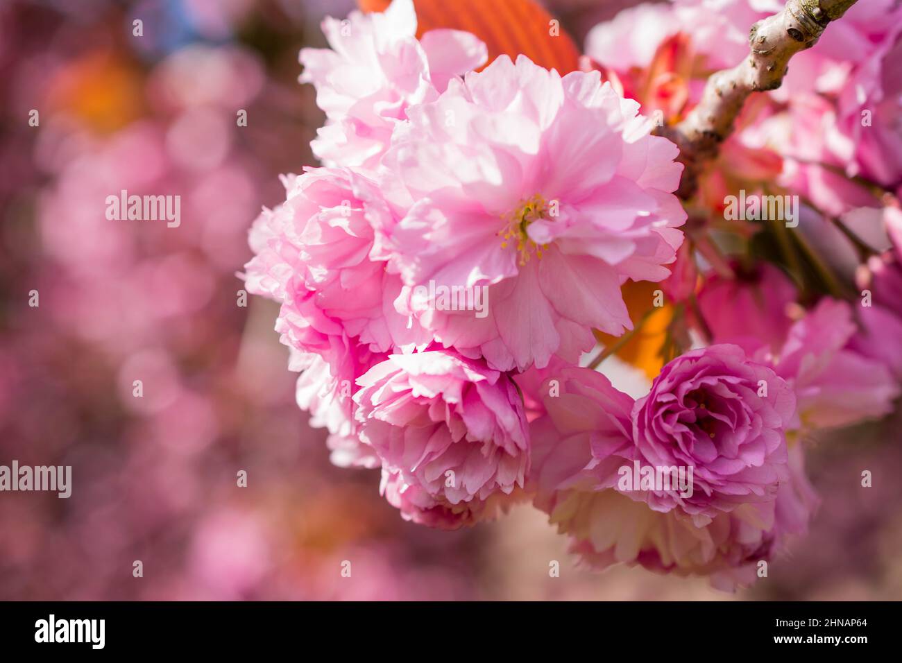 beautiful spring pink cherry blossom Stock Photo - Alamy