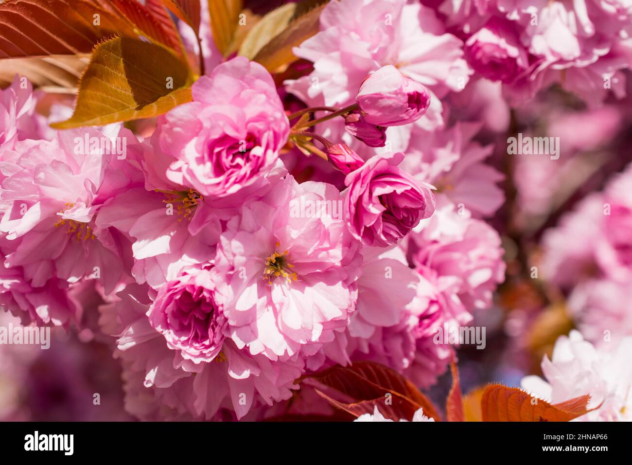 beautiful spring pink cherry blossom Stock Photo - Alamy