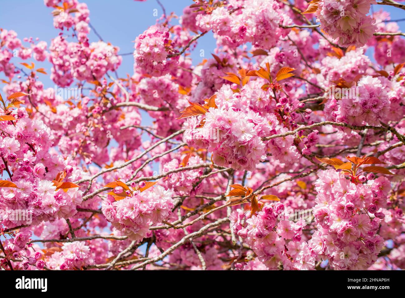 beautiful spring pink cherry blossom Stock Photo - Alamy