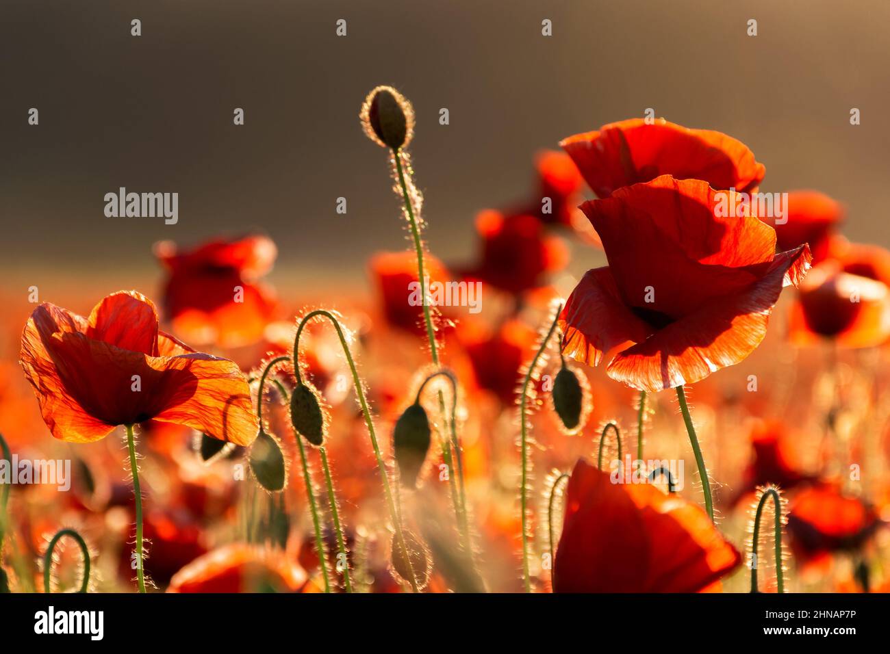 poppy in the green field at sunset. beautiful countryside background with red flowers blooming in evening light. remembrance day concept Stock Photo