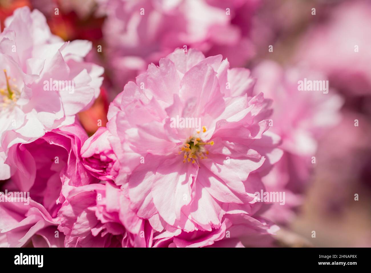 beautiful spring pink cherry blossom Stock Photo - Alamy
