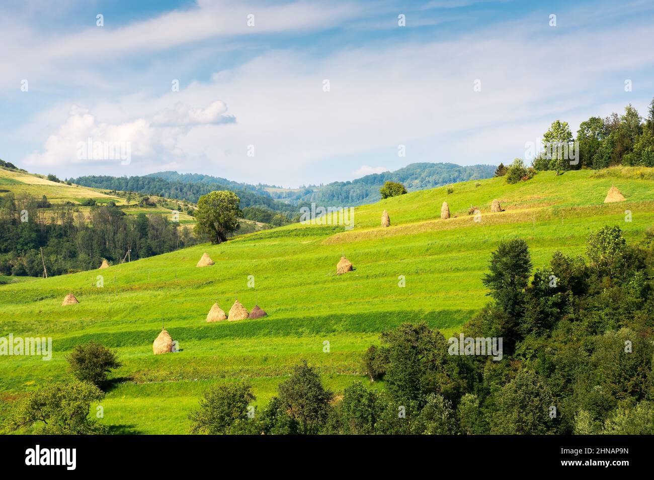 rural landscape in mountains. haystacks on the hill near the forest. sunny weather with clouds on the sky. rustic carpathian scenery in summer Stock Photo