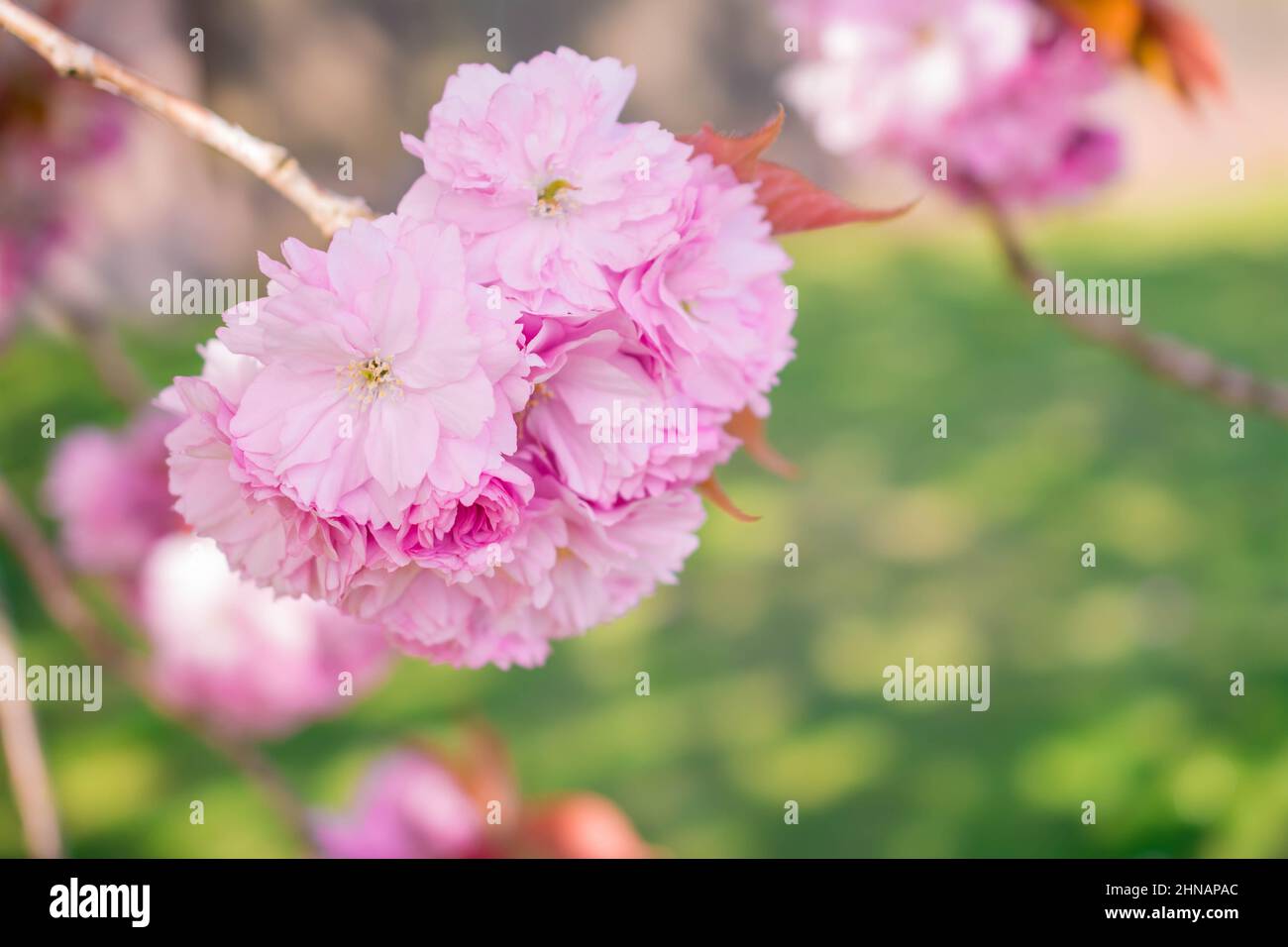 beautiful spring pink cherry blossom Stock Photo - Alamy