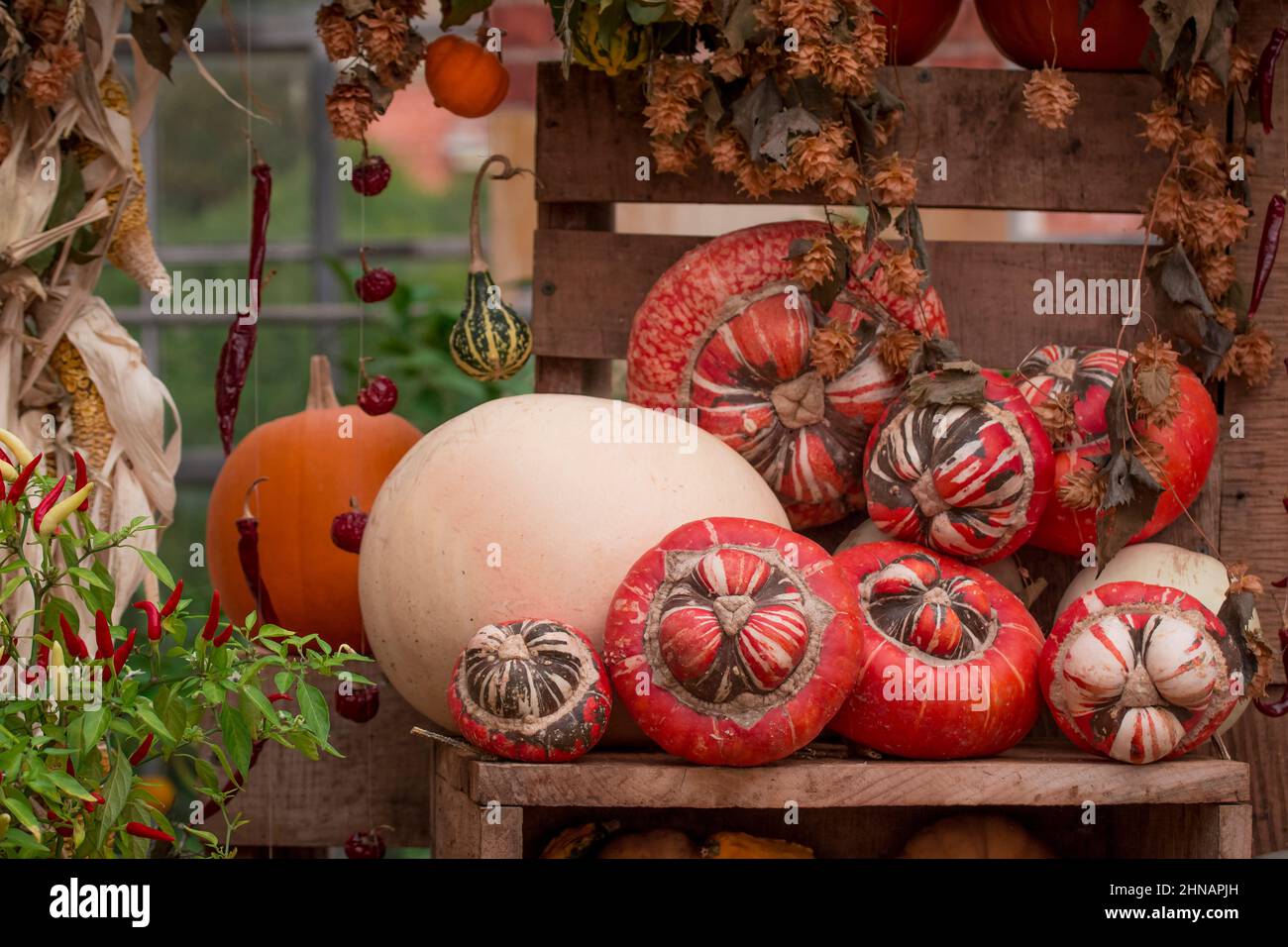 photo of pumpkins and vegetables display Stock Photo - Alamy