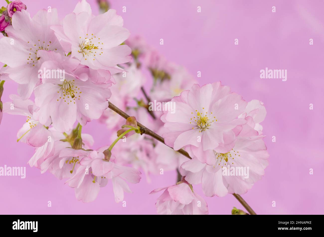 beautiful spring pink cherry blossom on pink background Stock Photo - Alamy