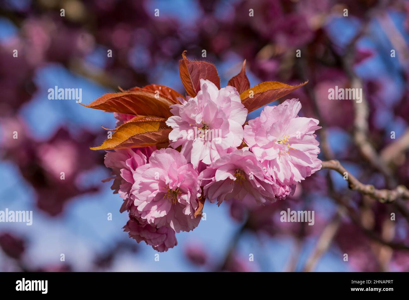beautiful spring pink cherry blossom Stock Photo - Alamy