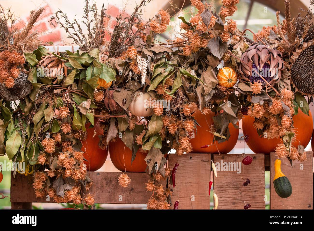 photo of pumpkins and vegetables display Stock Photo - Alamy
