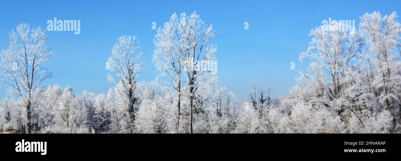 trees  in winter near Perrier, Puy-de-Dome, Auvergne-Rhone-Alpes, Massif-Central, France Stock Photo