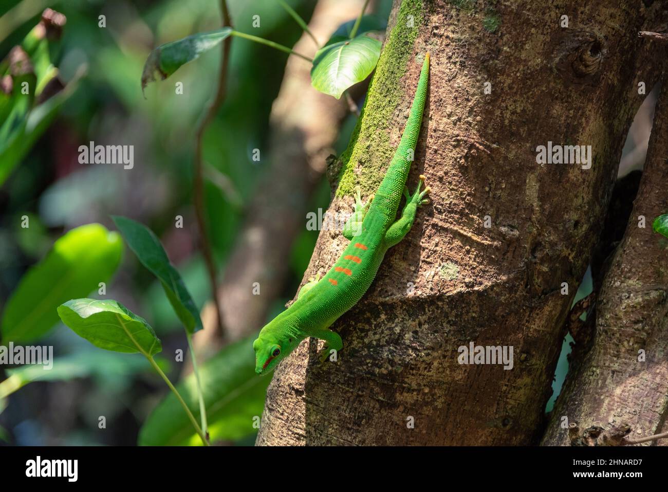 green geko with orange stripes Stock Photo