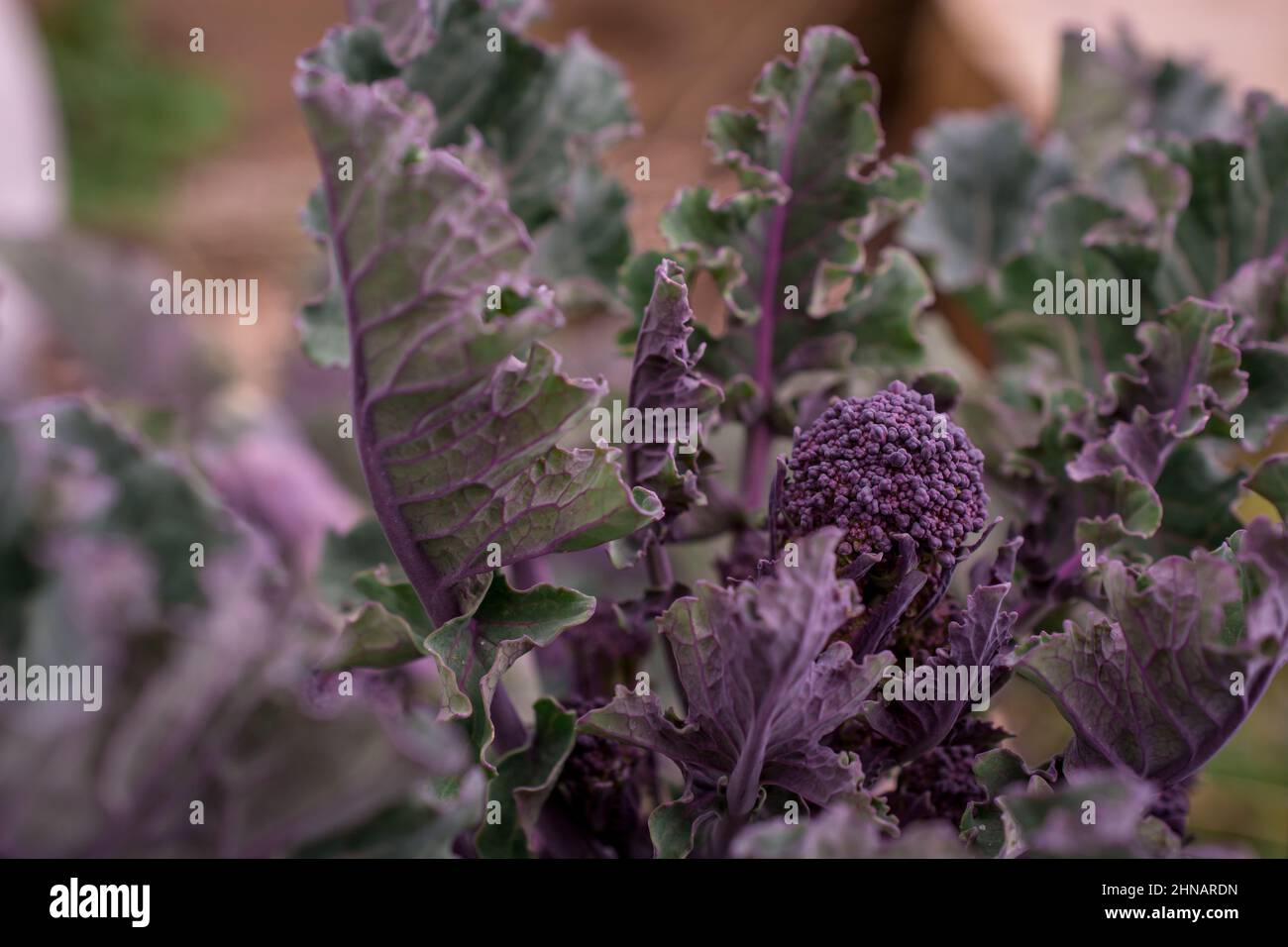 purple broccoli growing in garden Stock Photo - Alamy
