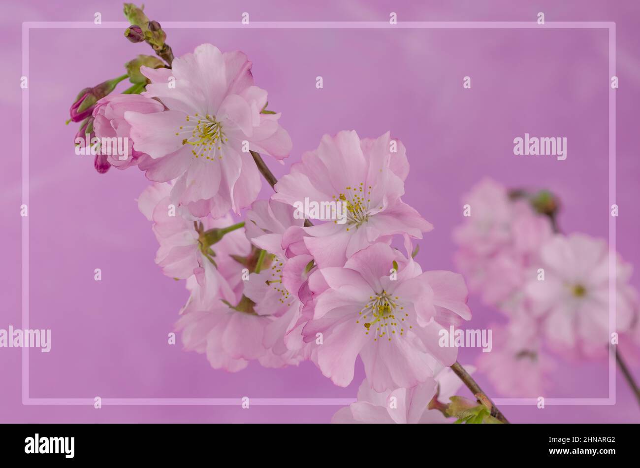 beautiful spring pink cherry blossom on pink background Stock Photo - Alamy