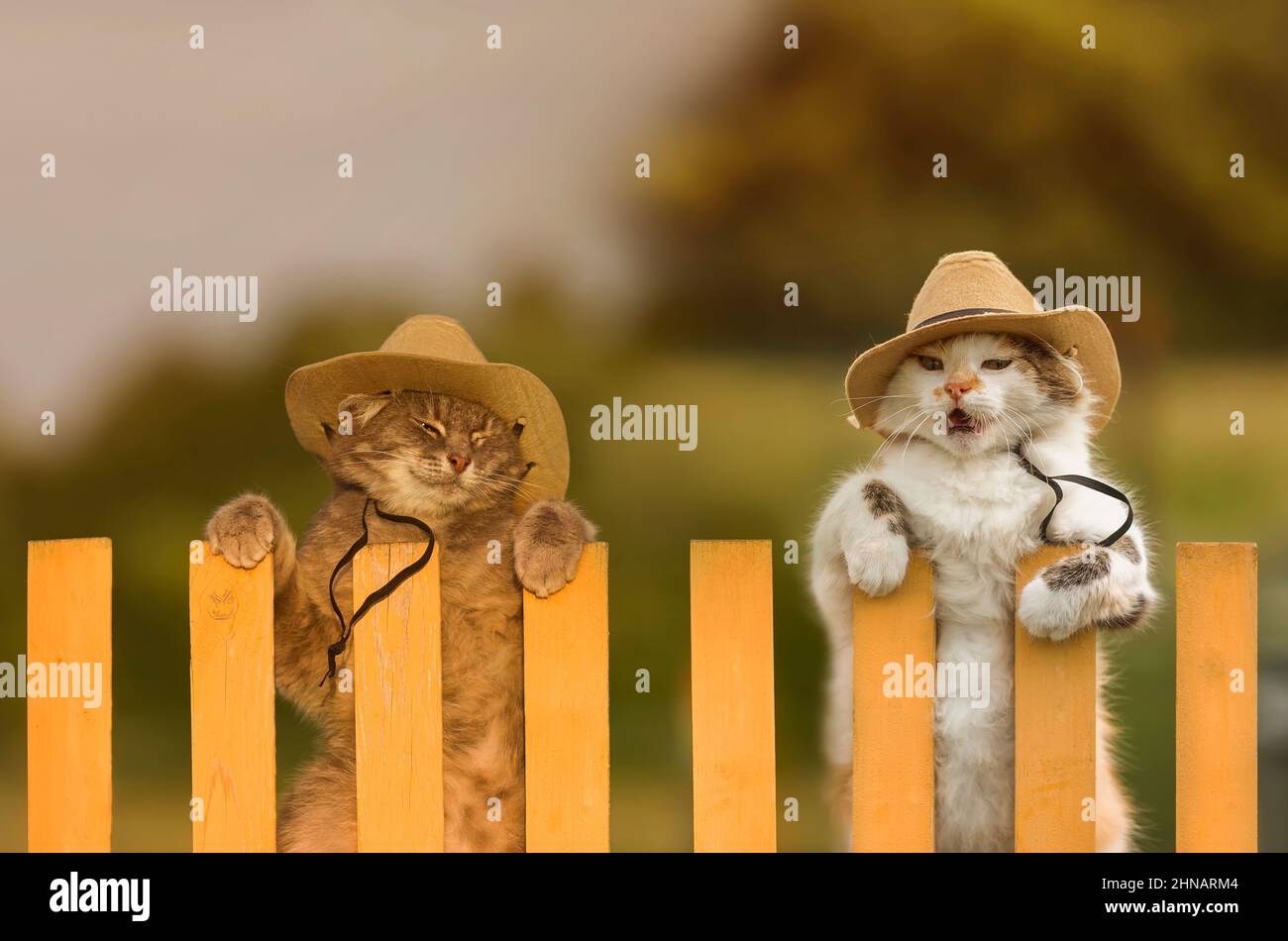 two funny cats sitting on a fence in a village in cowboy hats Stock ...
