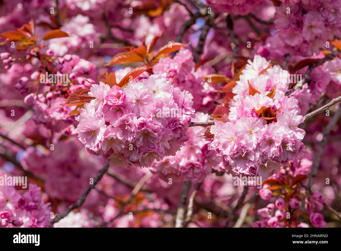 beautiful spring pink cherry blossom Stock Photo - Alamy