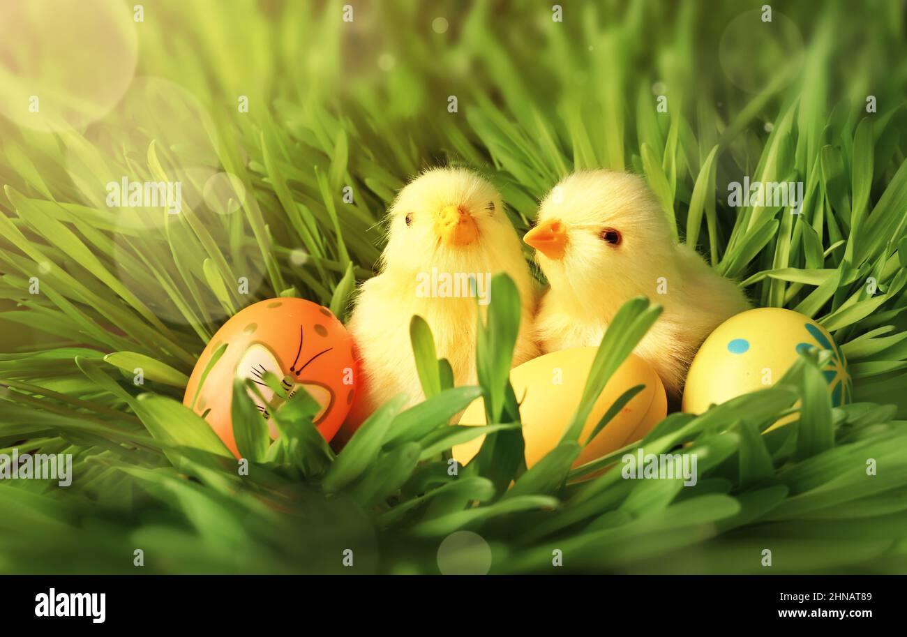 Easter eggs and chicken on green grass as background. Easter card. Stock Photo