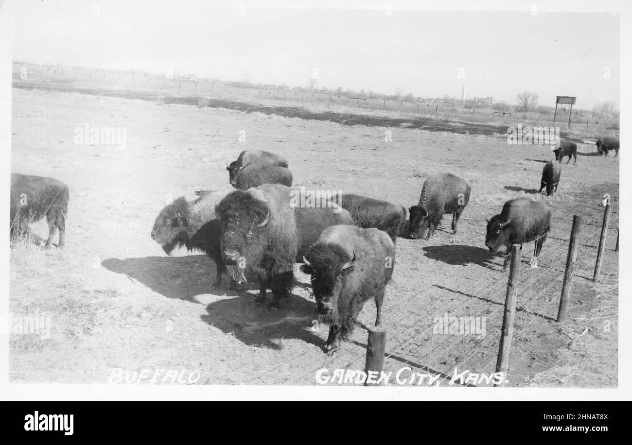 Buffalo at Garden City Kansas, unknown photographer, approx 1930-50s postcard. Stock Photo
