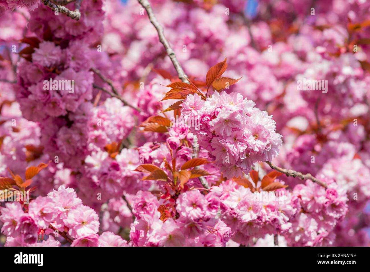 beautiful spring pink cherry blossom Stock Photo - Alamy
