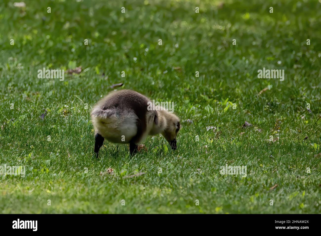 Baby gosling eating in the grass near Jerusalem Pond. Stock Photo