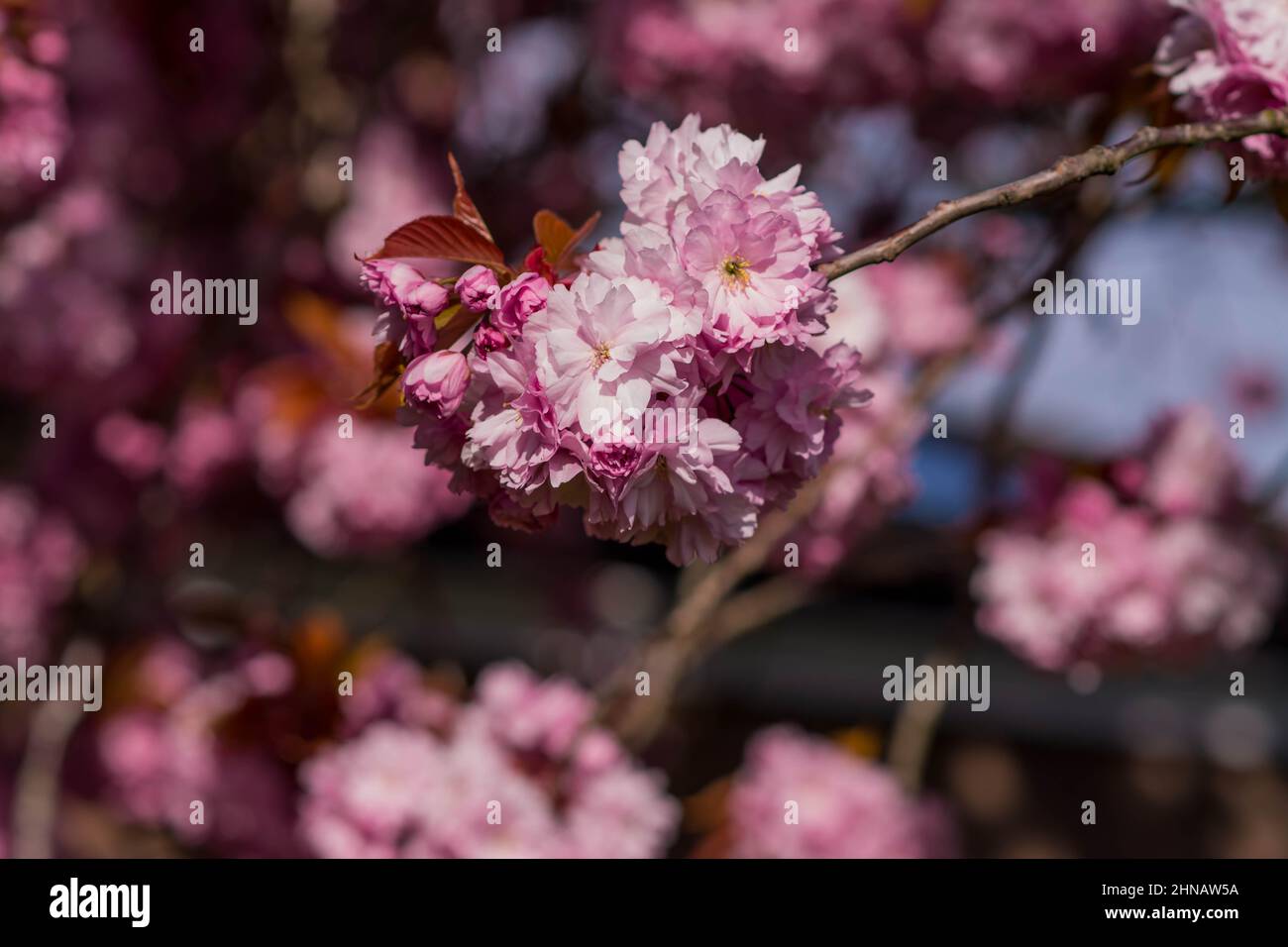 beautiful spring pink cherry blossom Stock Photo - Alamy