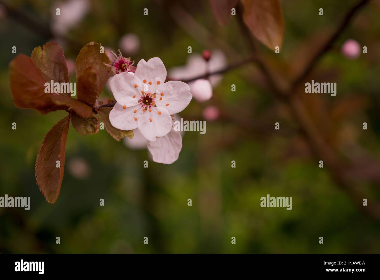 beautiful spring pink cherry blossom Stock Photo - Alamy