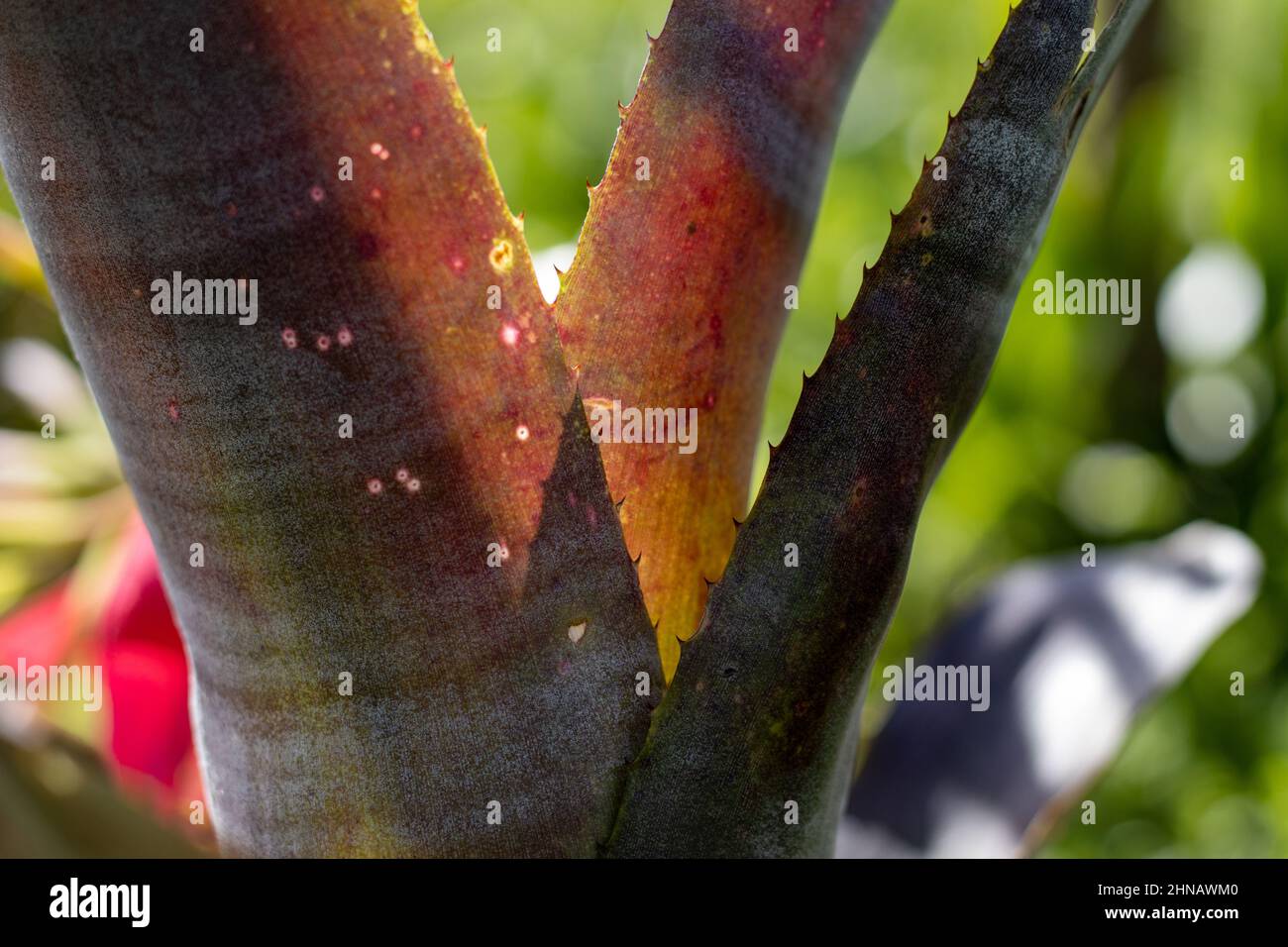 elefantenfuß baum kaufen Elefantenfuß (Beaucarnea recurvata) kaufen main image 0